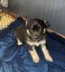 Siberian Husky Puppies for sale in Iona, MN 56141, USA. price: NA