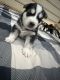 Siberian Husky Puppies for sale in Bethlehem, GA, USA. price: $300