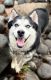 Siberian Husky Puppies for sale in W Guadalupe Rd, Mesa, AZ, USA. price: $700