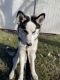 Siberian Husky Puppies for sale in St Paul, MN, USA. price: $700