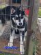 Siberian Husky Puppies for sale in Greeneville, TN, USA. price: $250