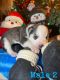 Siberian Husky Puppies for sale in Indianapolis, IN, USA. price: $700