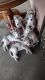 Siberian Husky Puppies for sale in Rubidoux, California. price: $650