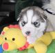 Siberian Husky Puppies for sale in Springfield, MA 01129, USA. price: $2,100