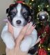 Siberian Husky Puppies for sale in Springfield, MA 01129, USA. price: $2,100