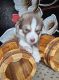 Siberian Husky Puppies for sale in Springfield, MA 01129, USA. price: $2,200