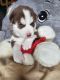 Siberian Husky Puppies for sale in Springfield, Massachusetts. price: $2,200