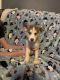 Siberian Husky Puppies for sale in Morgantown, WV, USA. price: $500