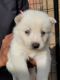 Siberian Husky Puppies for sale in Carson, California. price: $385
