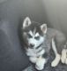 Siberian Husky Puppies for sale in Pueblo West, Colorado. price: $300