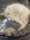Siberian Husky Puppies for sale in Miami, Florida. price: $1,000