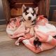 Siberian Husky Puppies for sale in Savannah, New York. price: $1,100
