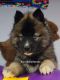 Siberian Husky Puppies for sale in East Tawas, MI 48730, USA. price: $1,000