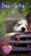 Siberian Husky Puppies for sale in Canterbury, Connecticut. price: $600