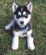 Siberian Husky Puppies for sale in East Los Angeles, California. price: $1,500