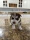 Siberian Husky Puppies for sale in Orient, Ohio. price: $900