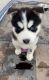 Siberian Husky Puppies for sale in West Covina, California. price: $350