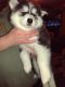 Siberian Husky Puppies for sale in Dayton, Ohio. price: $700