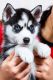 Siberian Husky Puppies for sale in Chicago, Illinois. price: $500