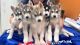 Siberian Husky Puppies for sale in Coffs Harbour, New South Wales. price: $1,200