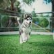 Siberian Husky Puppies for sale in Branford, Florida. price: $500