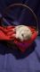 Siberian Husky Puppies for sale in Avoca, Michigan. price: NA
