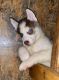 Siberian Husky Puppies for sale in Carmi, IL 62821, USA. price: $600
