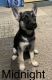 Siberian Husky Puppies for sale in Chicago, Illinois. price: NA