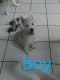 Siberian Husky Puppies for sale in Hialeah, Florida. price: $300