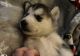 Siberian Husky Puppies for sale in Seattle, Washington. price: $500