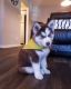 Siberian Husky Puppies for sale in Los Angeles, California. price: $400