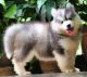 Siberian Husky Puppies for sale in Chennai, Tamil Nadu. price: NA