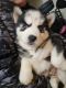 Siberian Husky Puppies for sale in Cheyenne, Wyoming. price: $300