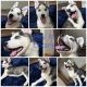 Siberian Husky Puppies for sale in Tallahassee, Florida. price: $1,300