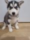 Siberian Husky Puppies for sale in Pittsburgh, Pennsylvania. price: $500