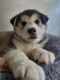 Siberian Husky Puppies for sale in Kenner, Louisiana. price: $1,500