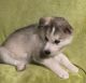 Siberian Husky Puppies for sale in Baltimore, Maryland. price: $800