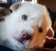 Siberian Husky Puppies for sale in Hurt, Virginia. price: $800