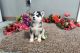 Siberian Husky Puppies for sale in New York City, New York. price: $500