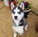 Siberian Husky Puppies for sale in Long Beach, California. price: $450
