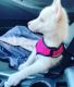 Siberian Husky Puppies for sale in Long Beach, California. price: $400