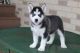 Siberian Husky Puppies for sale in Long Beach, California. price: $450