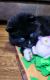 Siberian Husky Puppies for sale in East Tawas, MI 48730, USA. price: $1,500