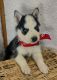 Siberian Husky Puppies for sale in Mt Ayr, IA 50854, USA. price: $250