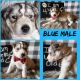 Siberian Husky Puppies for sale in Fairborn, Ohio. price: $1,300