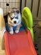 Siberian Husky Puppies for sale in Fairborn, Ohio. price: $1,300