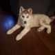 Siberian Husky Puppies for sale in Indianapolis, Indiana. price: $350