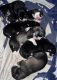 Siberian Husky Puppies for sale in Seymour, Connecticut. price: NA