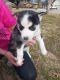 Siberian Husky Puppies for sale in Rogers, Arkansas. price: $300