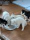 Siberian Husky Puppies for sale in Edgewood, Maryland. price: $1,000